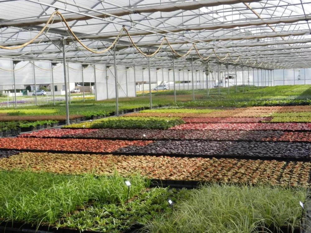 Plantes rustiques près de Paris