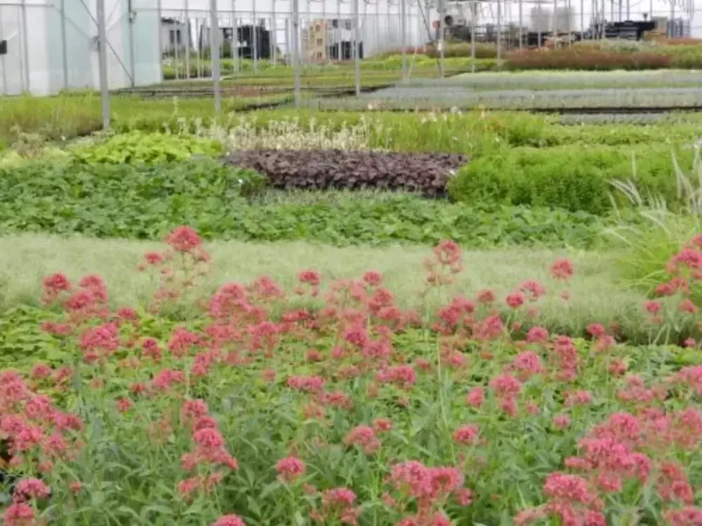 Vente de plantes aux collectivités et paysagistes près de Paris