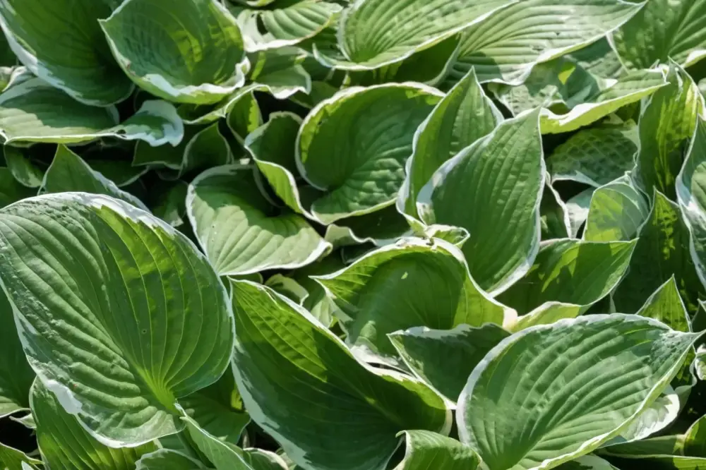Plantes vivaces