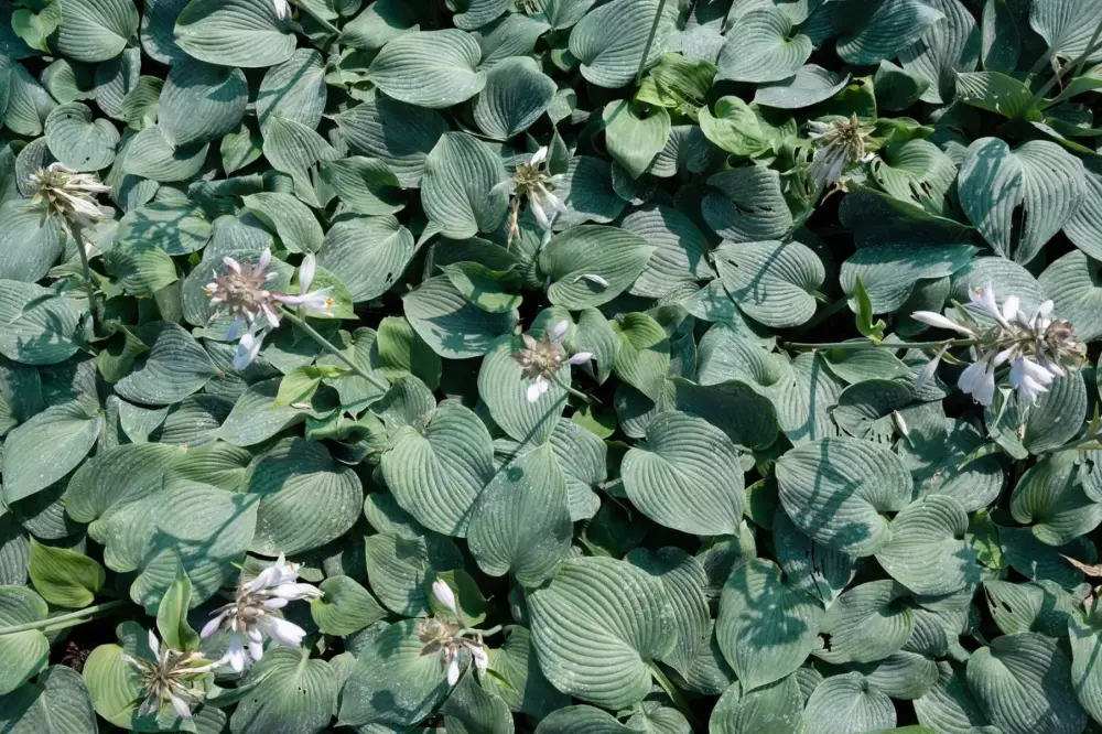 Plantes vivaces