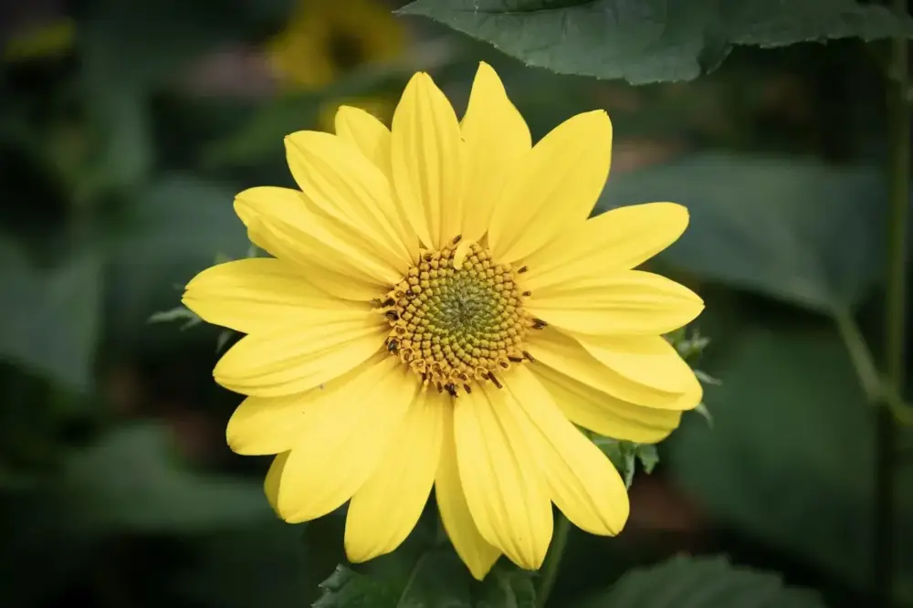 Plantes vivaces