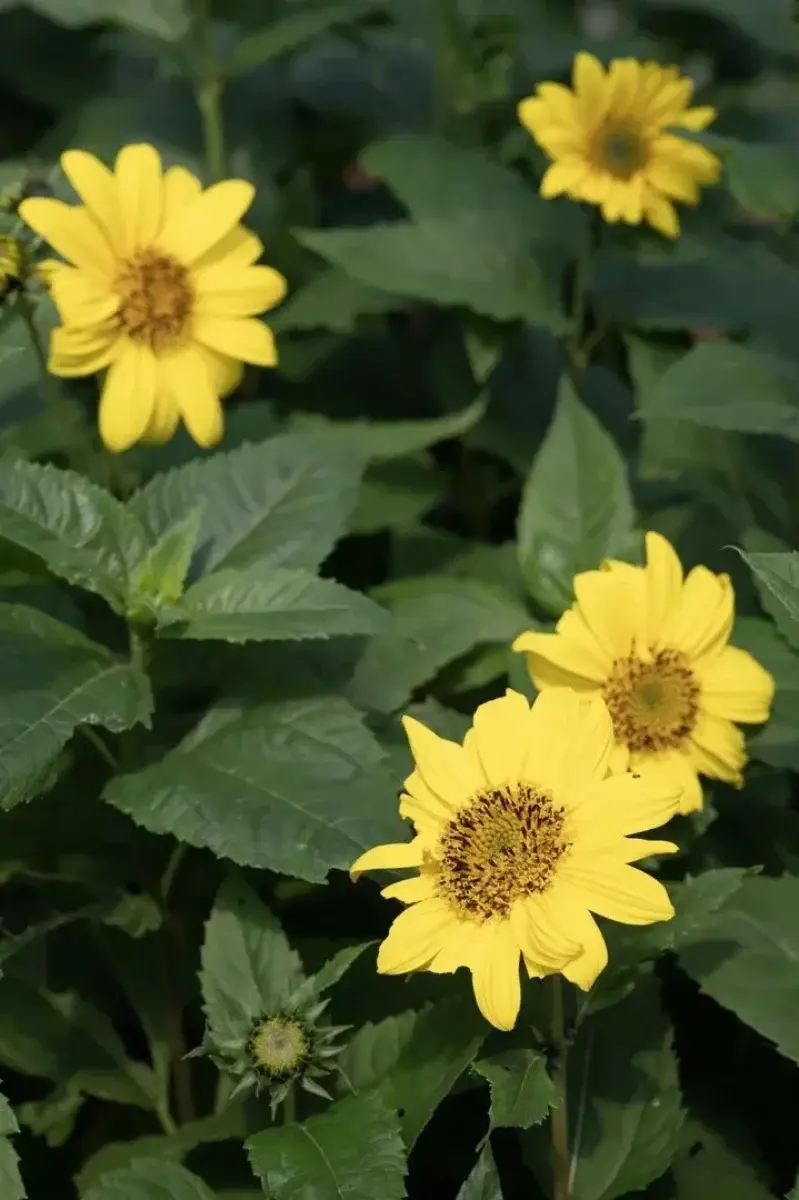 Plantes vivaces