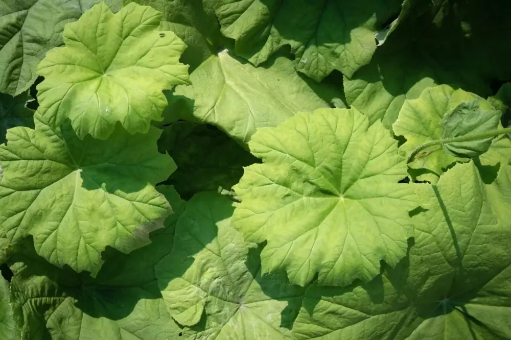 Plantes vivaces