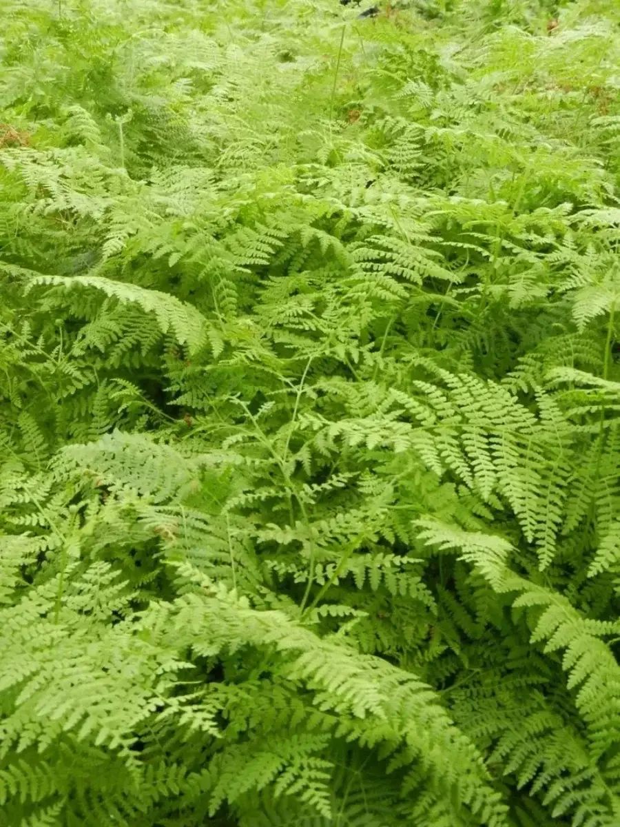 310