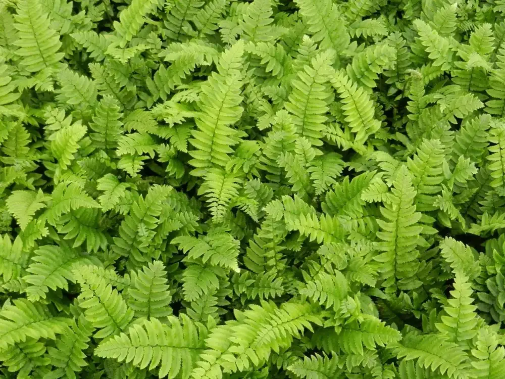 306