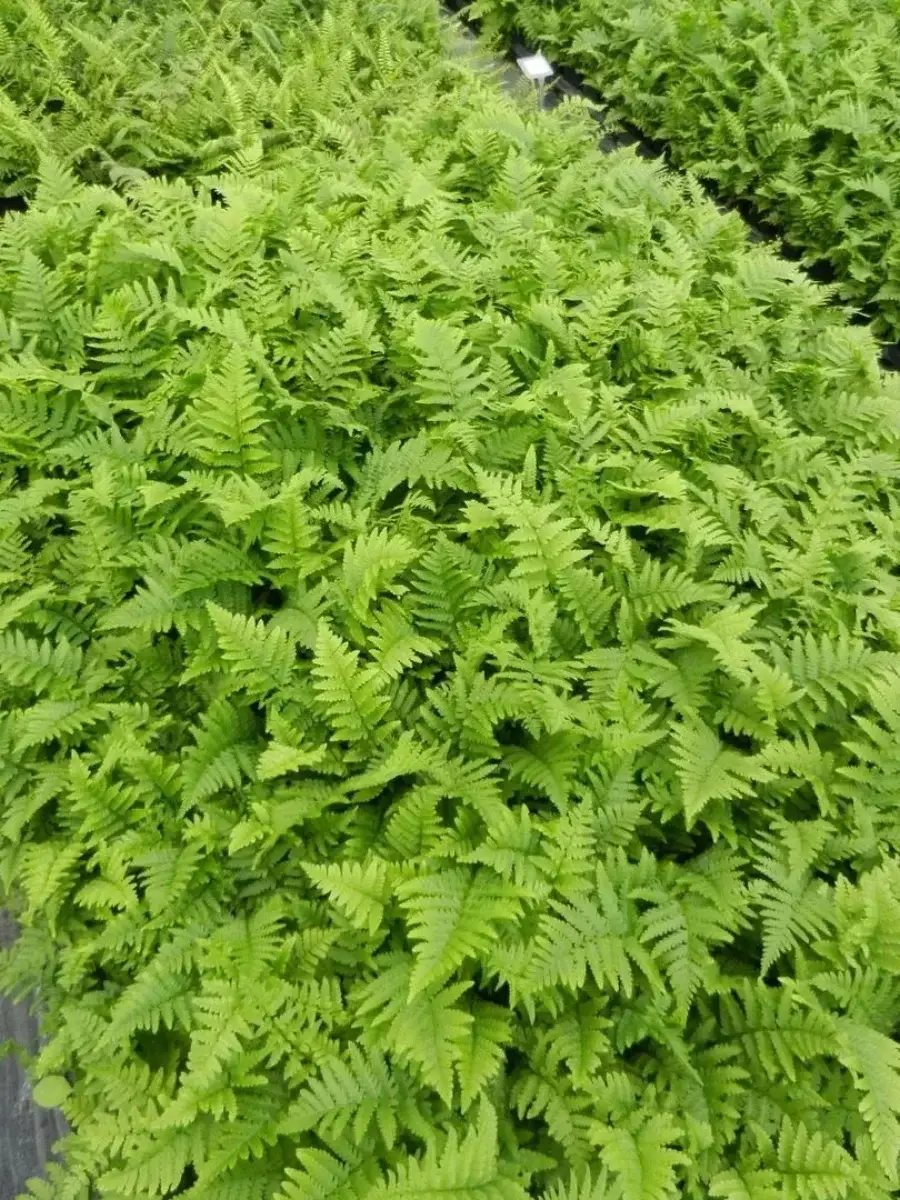 307