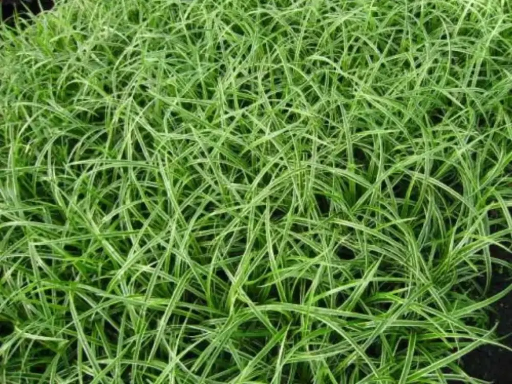 259