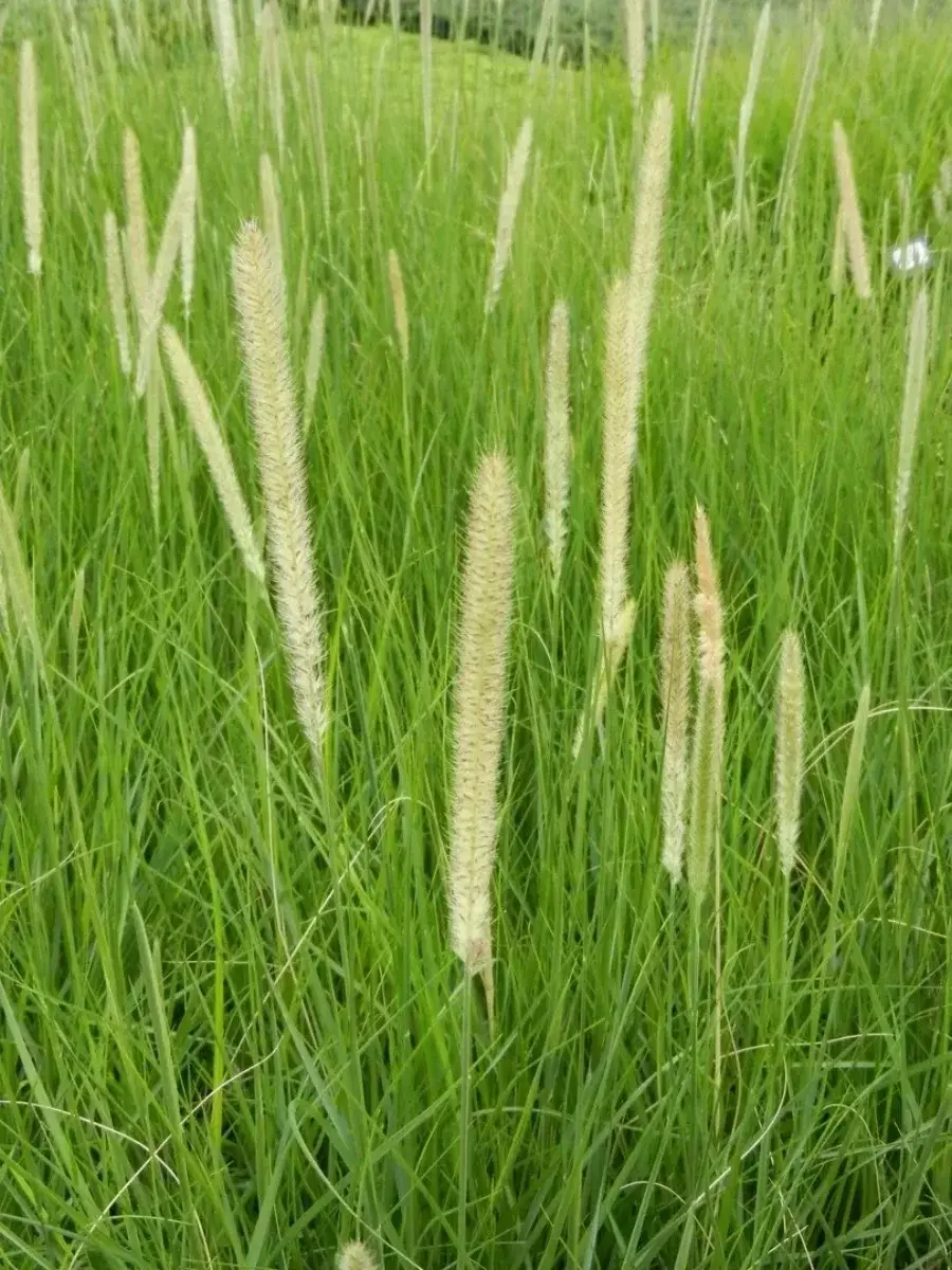 290
