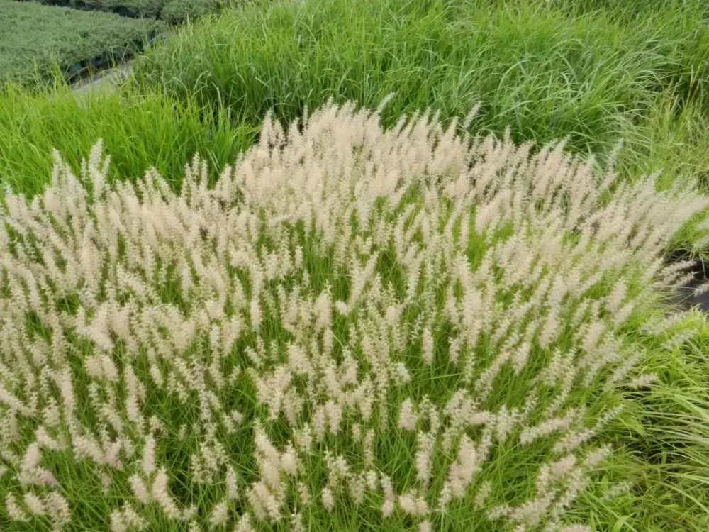 291