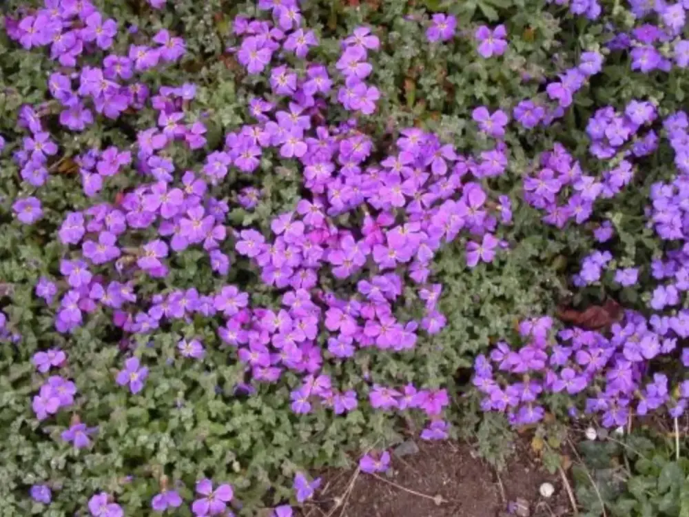 50