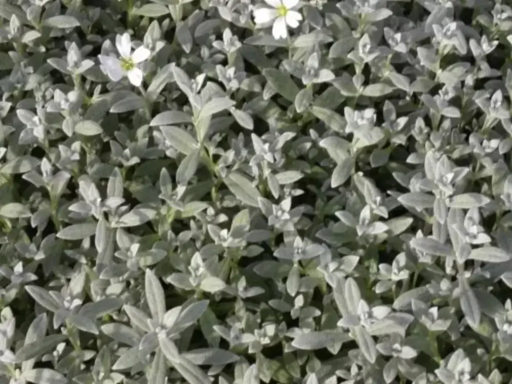 60