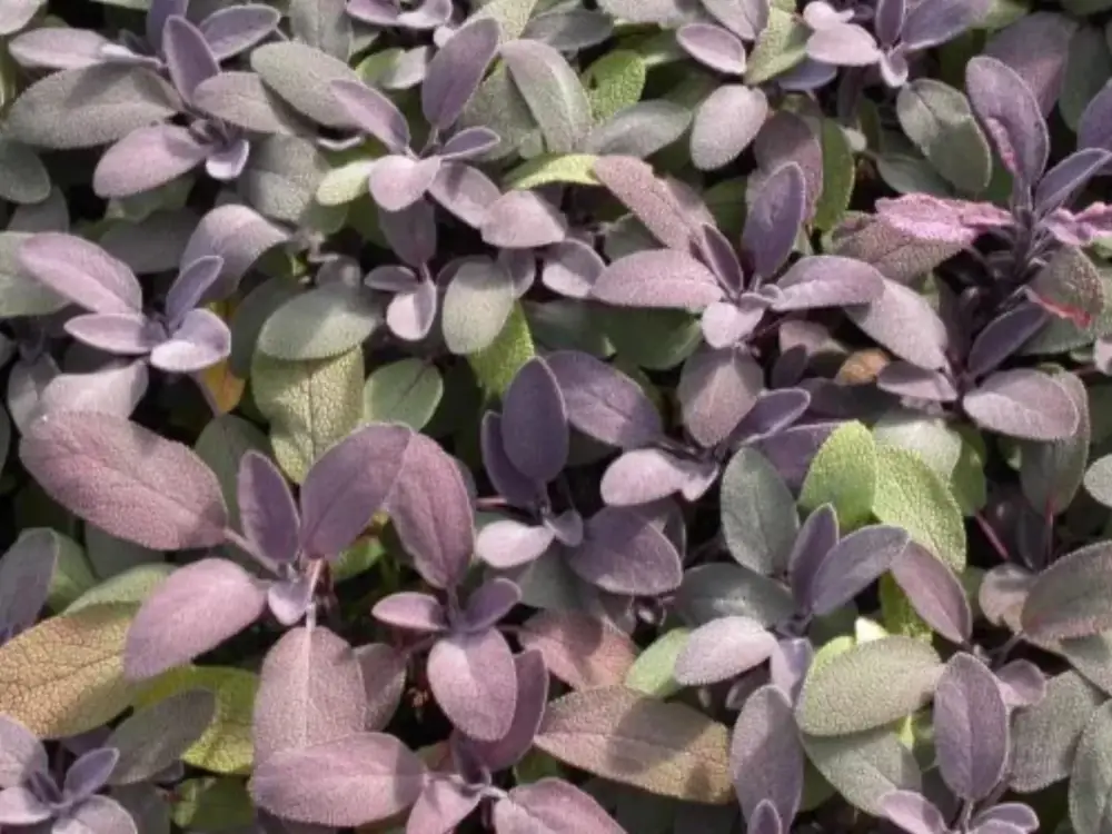 186