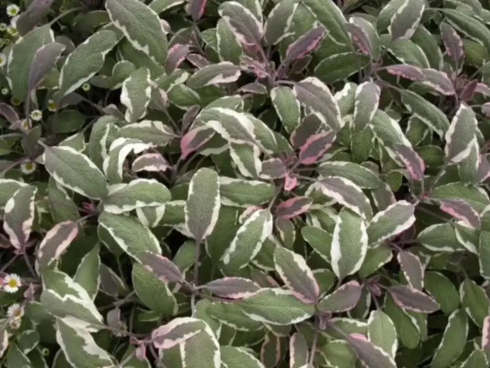 187