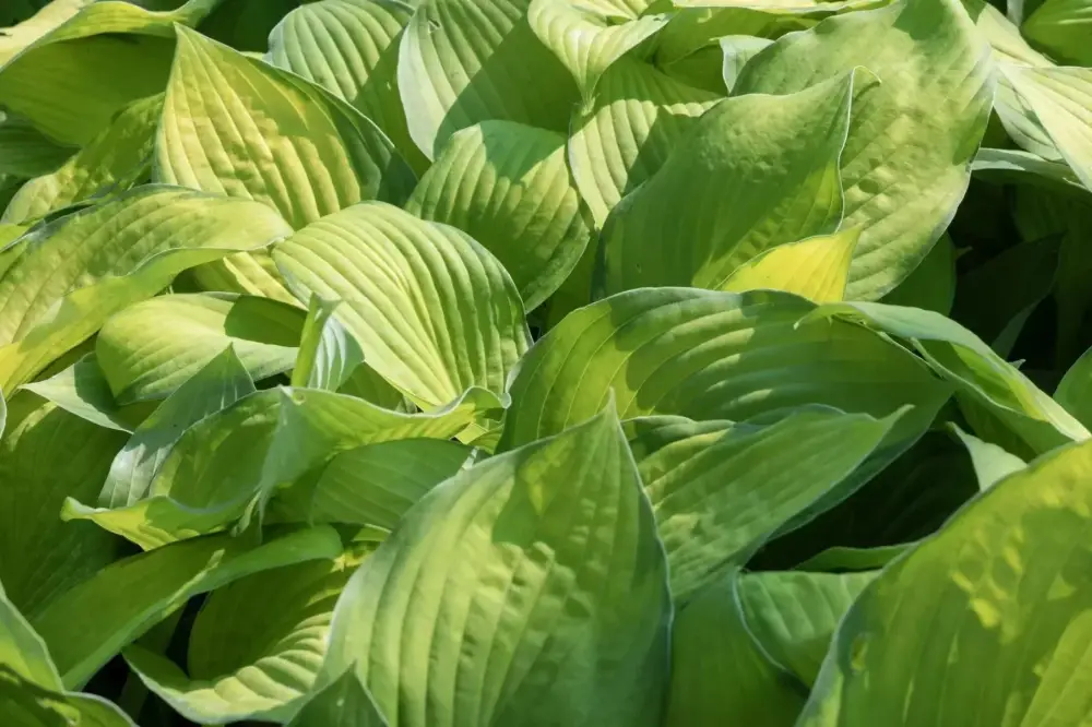 245